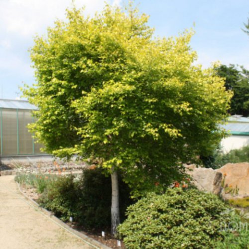 Brzoza brodawkowata Magical Globe szczepiona na pniu łac. Betula pendula 200-220 cm D.5 L