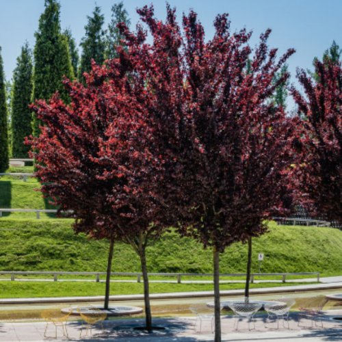 Śliwa Wiśniowa Pissardii szczepiona na pniu czerwonolistna łac. Prunus cerasifera 180-220 cm D.5 L