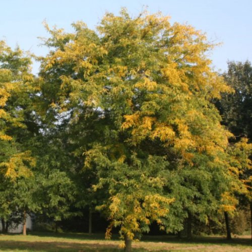 Glediczja trójcierniowa Sunburst szczepiona na pniu łac. Gleditsia triacanthos 170-190 cm D.5 L