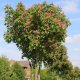 Kasztanowiec czerwony Briotii łac. Aesculus hippocastanum szczepiony na pniu 170-190 cm D.5 L