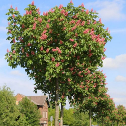 Kasztanowiec czerwony Briotii łac. Aesculus hippocastanum szczepiony na pniu 170-190 cm D.5 L