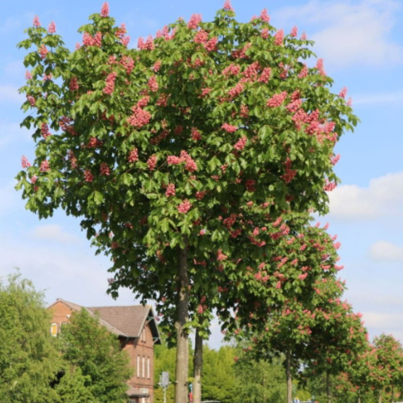 Kasztanowiec czerwony Briotii łac. Aesculus hippocastanum szczepiony na pniu 170-190 cm D.5 L
