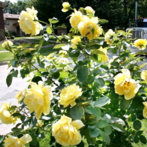 Róża na pniu żółta łac. Rosa 100-120 cm D.