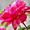 Róża na pniu dwukolorowa czerwono-biała łac. Rosa 110-140 cm D.
