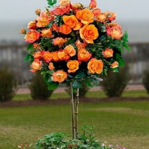 Róża na pniu pomarańczowa łac. Rosa 100-120 cm D.