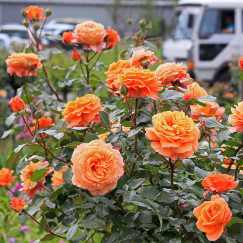 Róża na pniu pomarańczowa łac. Rosa 120 cm D.