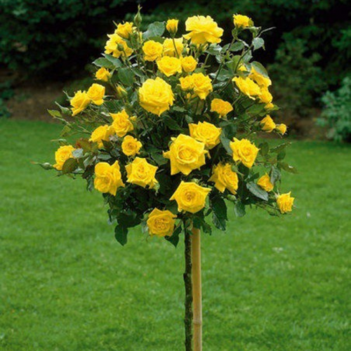 Róża na pniu kulista żółta łac. Rosa 120 cm D.