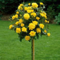Róża na pniu kulista żółta łac. Rosa 120 cm D.
