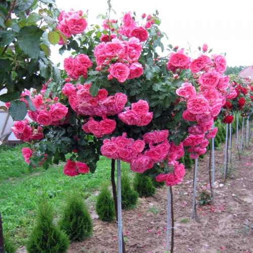 Róża na pniu różowa łac. Rosa 120 cm D.