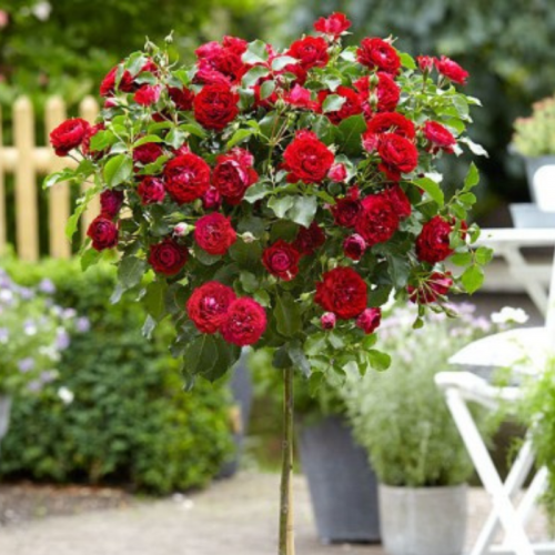 Róża na pniu kulista czerwona łac. Rosa 120 cm D.