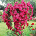 Róża na pniu różowa Excelsa zwisająca łac. Rosa 130 cm D.5 L