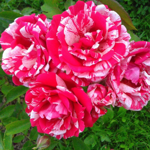 Róża na pniu nakrapiana różowa łac. Rosa 120 cm D.