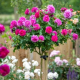 Róża na pniu angielska łac. Rosa 120 cm D.
