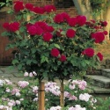 Róża na pniu bordowa łac. Rosa 120 cm D.
