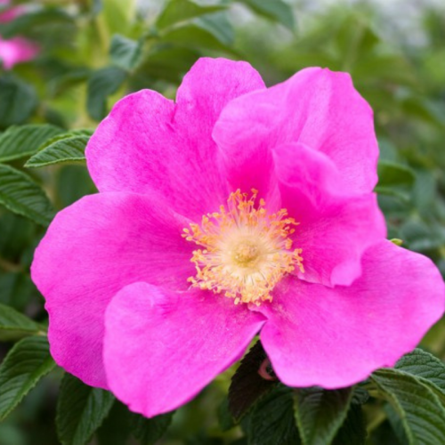Róża dzika różowa Rosa rugosa łac. Rosa canina 10-20 cm Sadzonka z kasety K40