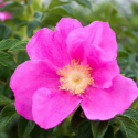 Róża dzika różowa Rosa rugosa łac. Rosa canina 10-20 cm Sadzonka z kasety K40 pakiet 100 SZTUK