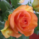 Róża na pniu łososiowa łac. Rosa 110-140 cm D.
