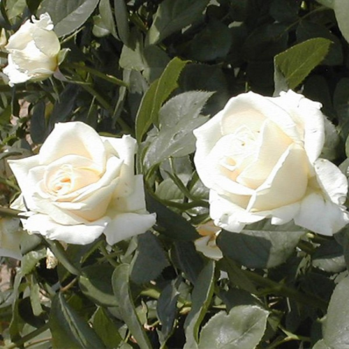 Róża na pniu biała łac. Rosa 110-140 cm D.