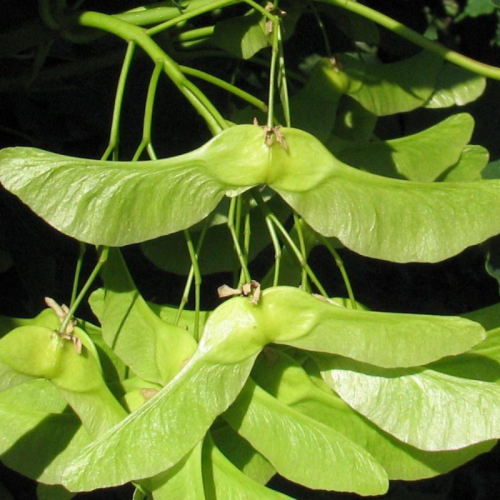 Klon pospolity łac. Acer platanoides 120-160 cm D.