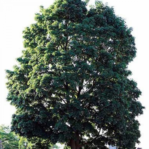 Klon Zwyczajny łac. Acer platanoides 70-120 cm D. 0,8L