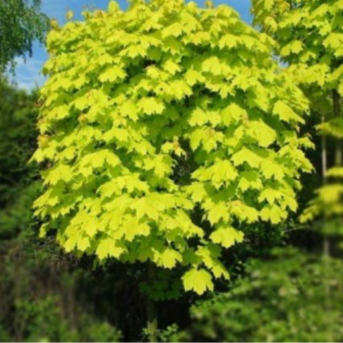 Klon Żółty Kulisty Szczepiony na pniu łac. Acer platanoides 150-180 cm D.