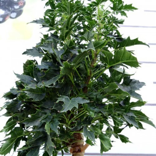 Klon pospolity Novusz szczepiony na pniu łac. Acer platanoides 180-200 cm D.5L