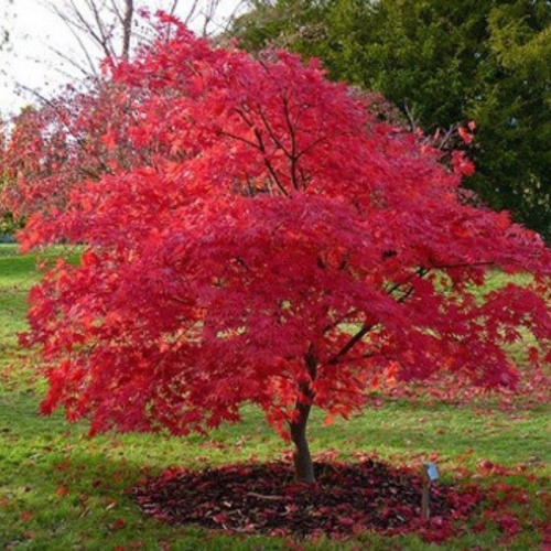 Klon Ginnala miododajny żywopłot czerwony  łac. Acer tataricum subsp. ginnala 40- 100 cm D.