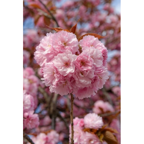 Wiśnia Japońska Amanogawa piłkowana ozdobna łac. Prunus serrulata 160 - 180 cm D.