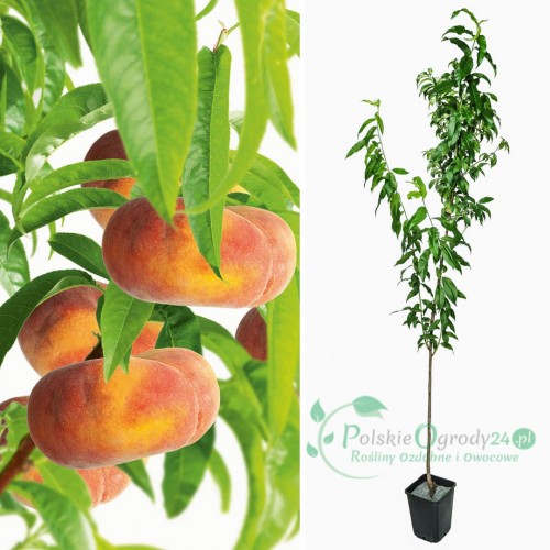 Brzoskwinia Saturn łac. Prunus persica mięsista słodka 100-150 cm D.