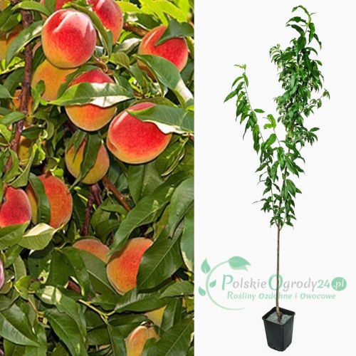 Brzoskwinia Harrow łac. Prunus persica smaczne owoce 100-150 cm D.