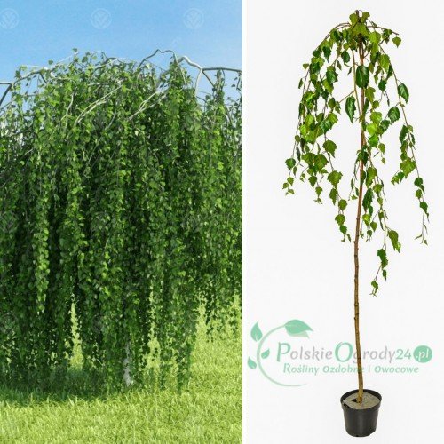 Brzoza płacząca Youngii pendula szczepiona na pniu łac. Betula pendula 'Youngii' 200-220 cm D.5 L
