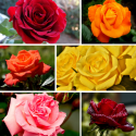 Róża wielokwiatowa łac.Rosa multiflora Mix kolorów 40-60 cm D.3L