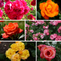 Róża pnąca łac.Rosa multiflora Mix kolorów 40-60 cm D. 3L