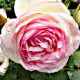 Róża pnąca MIX KOLORÓW 40-60CM DONICA 3L