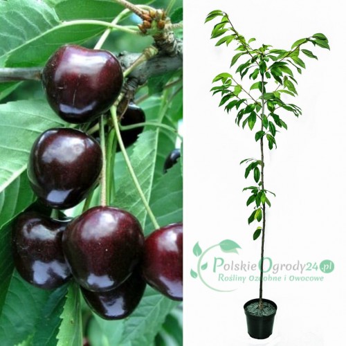 Czereśnia kordia łac. Prunus avium 100- 150 cm D.