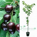 Czereśnia kordia łac. Prunus avium 100-150 cm K.