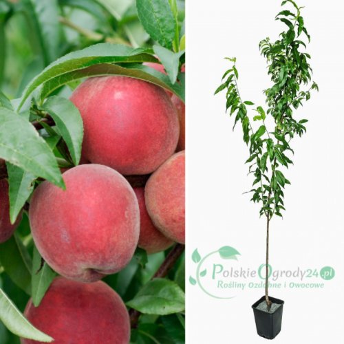 Brzoskwinia Redhaven łac. Prunus persica 100-150 cm K.