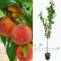 Brzoskwinia Royalvee łac. Prunus persica 100-150 cm K.