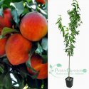 Brzoskwinia Iskra łac. Prunus persica 100-150 cm K.