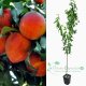 Brzoskwinia Iskra łac. Prunus persica soczysta polska odmiana 100-150 cm D.