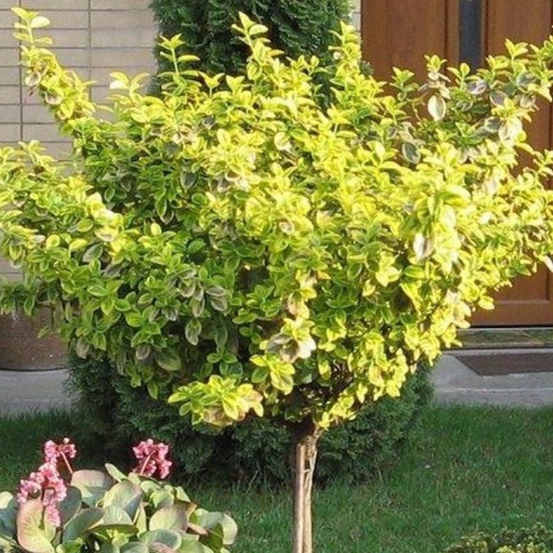 TRZMIELINA ZŁOTA NA PNIU SZCZEPIONA