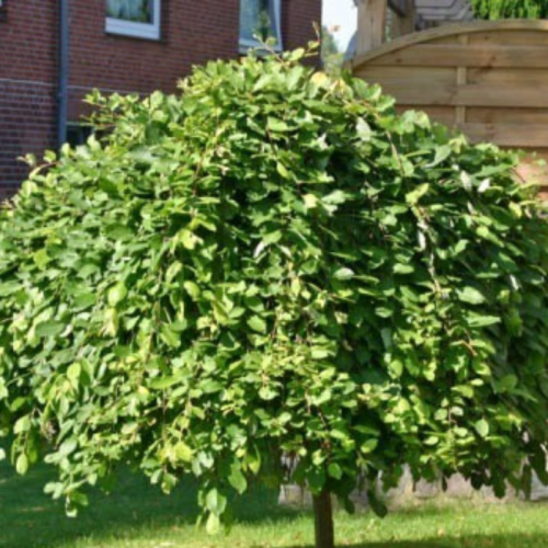Wierzba Iwa Pendula zwisająca łac. Salix caprea 130-170 cm K.