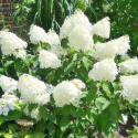 Hortensja Bukietowa Biało-Lekko Różowa łac.Hydrangea paniculata  P. 5-20 cm D.P9