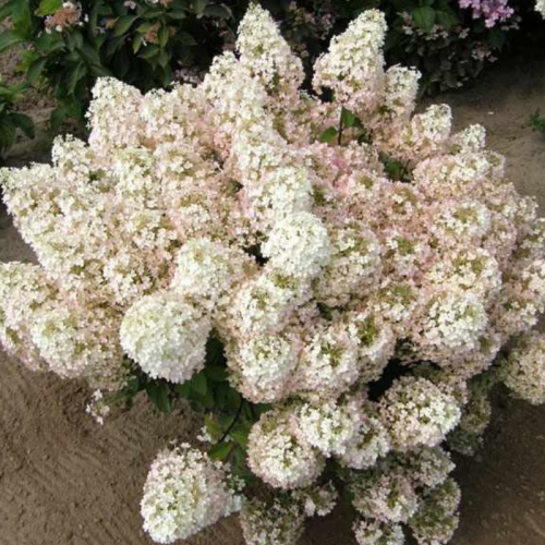 Hortensja Miniaturowa Bukietowa Biała B. łac. Hydrangea paniculata 20-40 cm D.P9