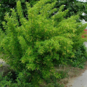 Karagana Syberyjska łac. Caragana arborescens 30 - 60 cm K.