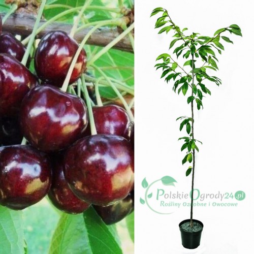 Czereśnia Rivan łac. Prunus avium 100-150 cm K.