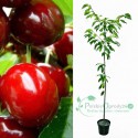 Czereśnia Regina łac. Prunus avium 100-150 cm K.