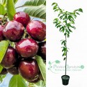Czereśnia Sam łac. Prunus avium 100-150 cm D.