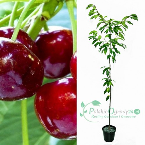 Czereśnia ukraińska łac. Prunus avium ogromne owoce  100-150 cm K.