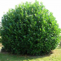 Laurowiśnia Wschodnia Zimozielona na Żywopłot łac. Prunus laurocerasus 5-15 cm Multiplant